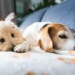 Two dogs cuddling on a couch blanket