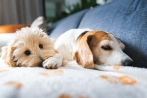 Two dogs cuddling on a couch blanket