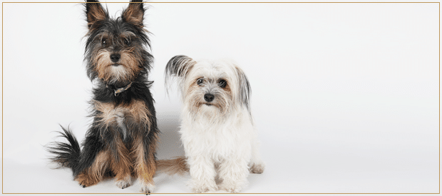 Bringing Home a Second Dog
