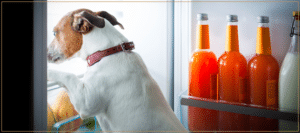 Foods to Avoid for a Healthy Dog