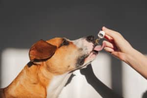 Supplementation For Your Dog