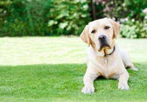 Causes and Treatments of Hot Spots in Dogs