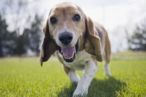 What is Cherry Eye?