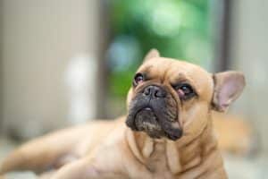 Dog with cherry eyes