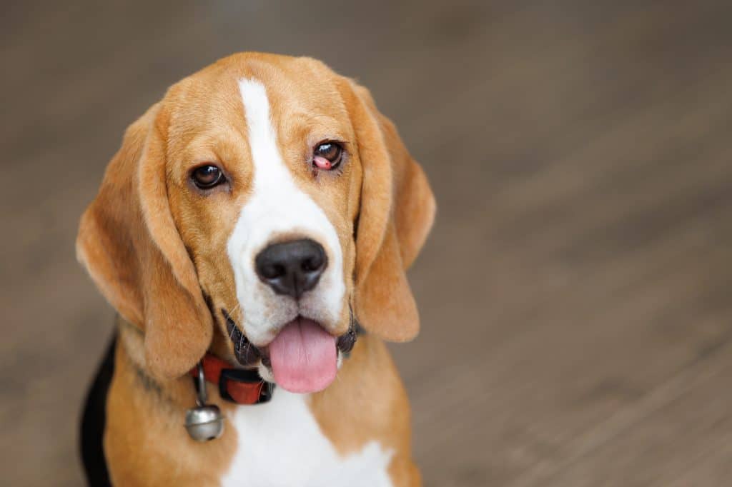 Beagle with cherry eye
