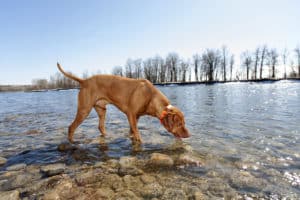 Giardia in Dogs