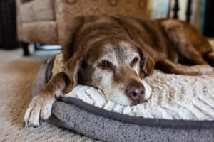 Arthritis Problems in Dogs