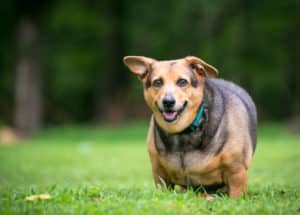 What is Cushing’s Disease?