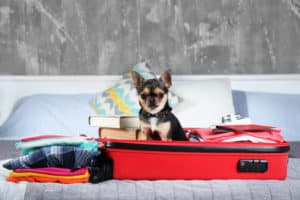 Traveling with Your Dog