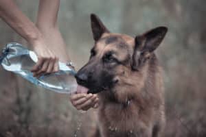 Signs of Cushing’s Disease in Your Dog