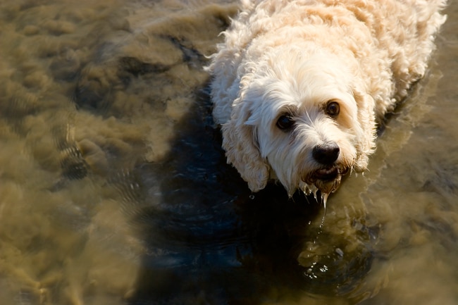 Mud Bath for Dogs | Benefits of Bathing your Dog with Mud