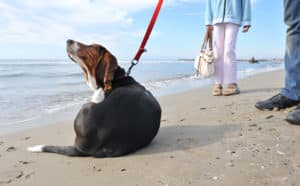 Causes & Treatment for Dog Hot Spots