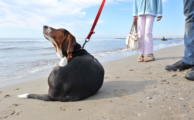 Causes & Treatment for Dog Hot Spots