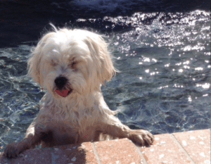 Swimming for Dogs