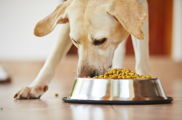 Your Pets Health Wet Food vs Dry Food
