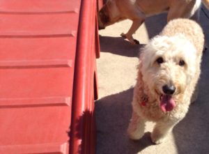 Why Does Your Dog Have Bad Breath?