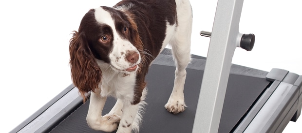 Dog Trained on a Treadmill