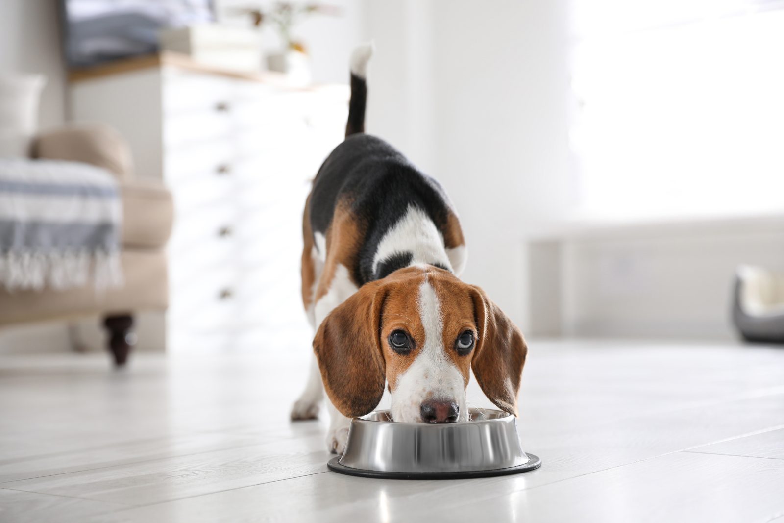 Caloric Intake for Your Dog
