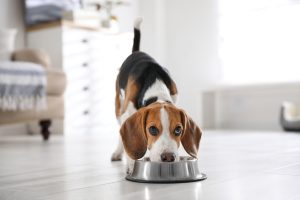 Caloric Intake for Your Dog