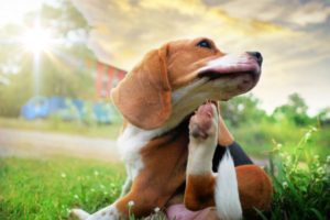7 Flea Treatments For Dogs