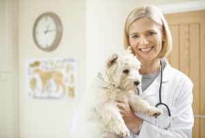 Questions to Vet for Senior Dog