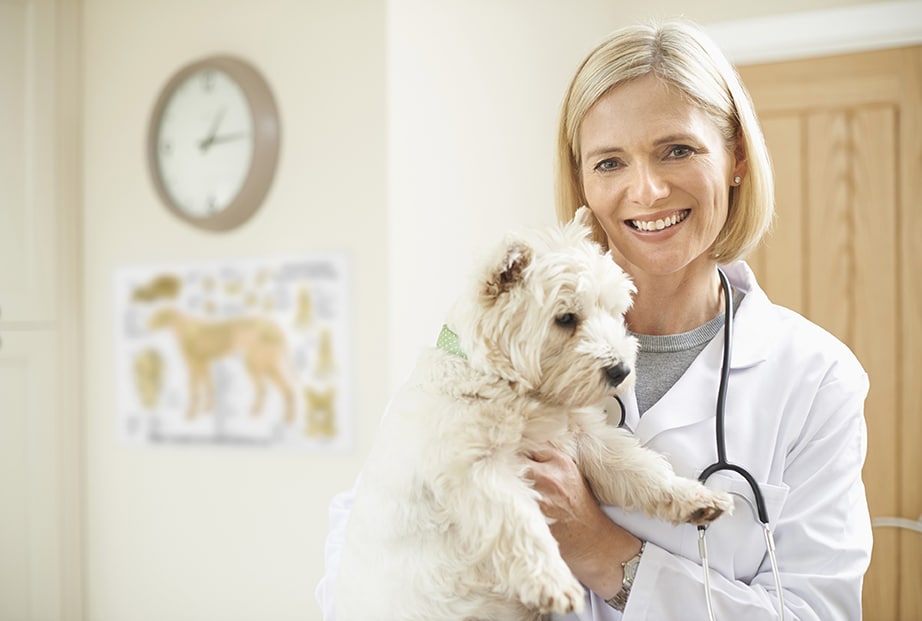 Questions to Vet for Senior Dog