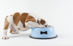 Using the FDA Website as a Pet Owner – Pet Foods