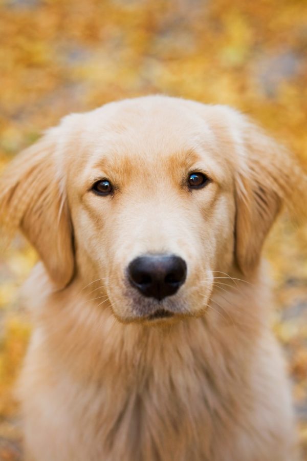 VIP Dog Hotel West Palm Beach Luxury Boarding for Your Pup