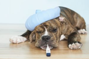 Kennel Cough In Dogs