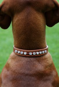 Most Popular Dog Names and Breeds