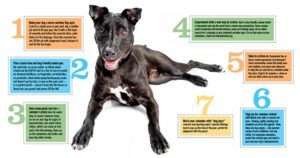 Summer Tips for Your Dog