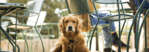 Dog Friendly Restaurants in West Palm Beach