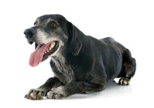 Caring for Older Dogs