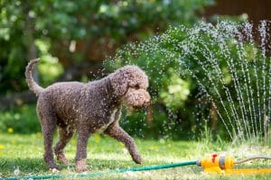 Seven Summer Tips for Your Dog
