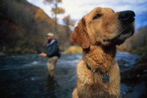 Dogs Are Even More Like Us Than We Thought – Acts More Human