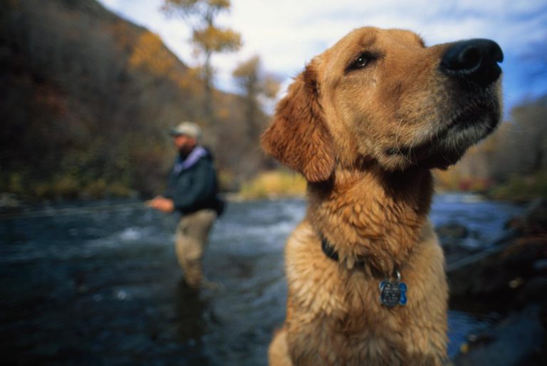 Dogs Are Even More Like Us Than We Thought – Acts More Human