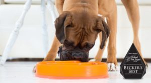 Bowl Pet Feeder