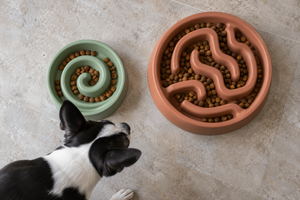 Comparing slow feeder bowls with a terrier