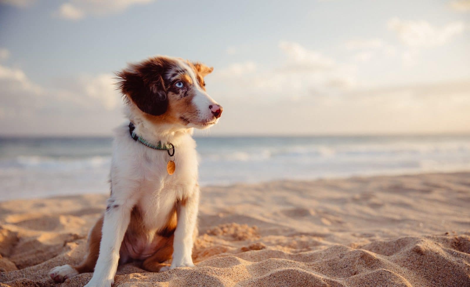 Keeping Your Dog Safe at the Beach