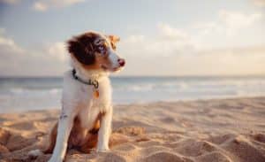 Keeping Your Dog Safe at the Beach