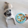 A pug patiently waits for a bowl of healthy homemade food with obstacles to slow down eating.
