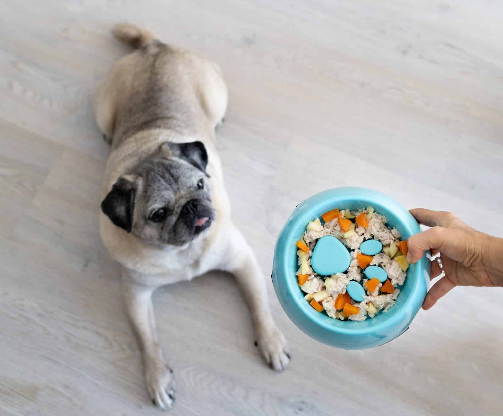A pug patiently waits for a bowl of healthy homemade food with obstacles to slow down eating.