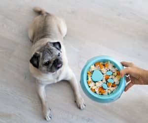 A pug patiently waits for a bowl of healthy homemade food with obstacles to slow down eating.