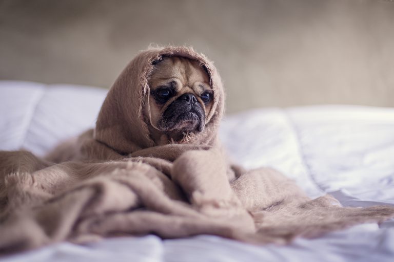 CANINE INFLUENZA