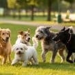 Happy playful dogs enjoying outdoor fun.