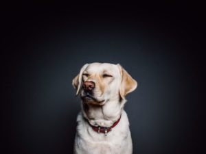 Dog: In Other Languages