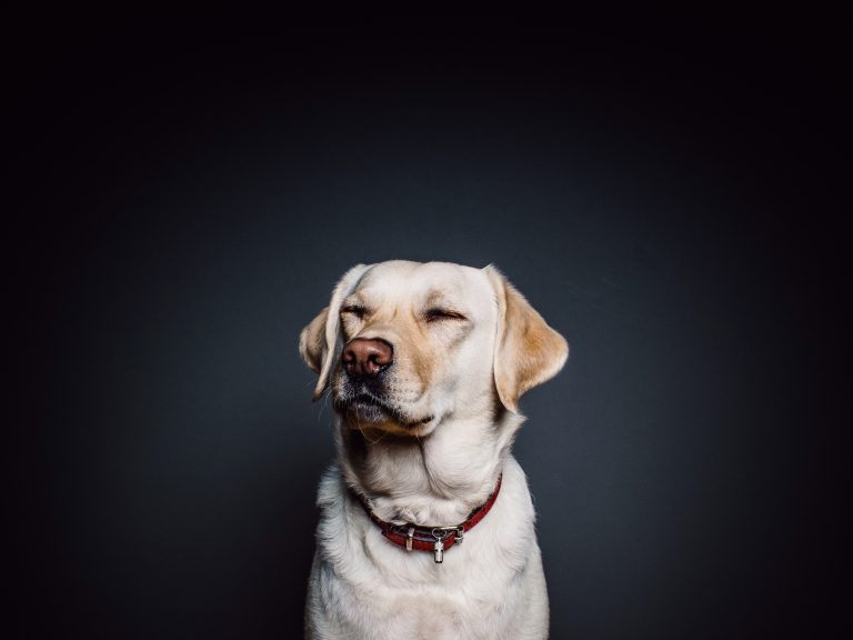 Dog: In Other Languages