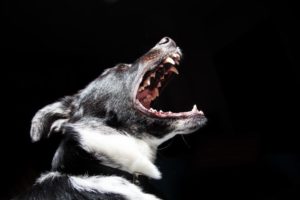 Dog Howls