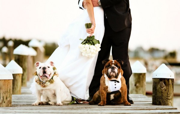 Dog In Your Wedding