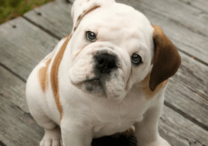 Dogs May Not Always Be Telling You the Truth